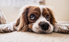 Las mejores correas para perros