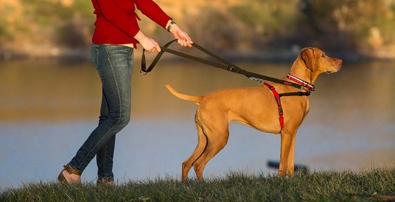 Los mejores arneses para perros