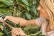 Las mejores tijeras de podar eléctricas