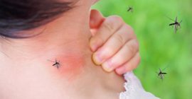 Los mejores mata mosquitos para acabar con ellos