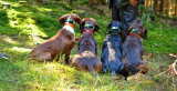 Los mejores GPS para perros